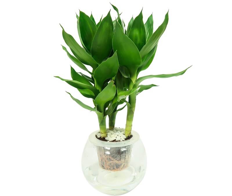 Bố trí không gian xanh trong nhà ở miền Tây