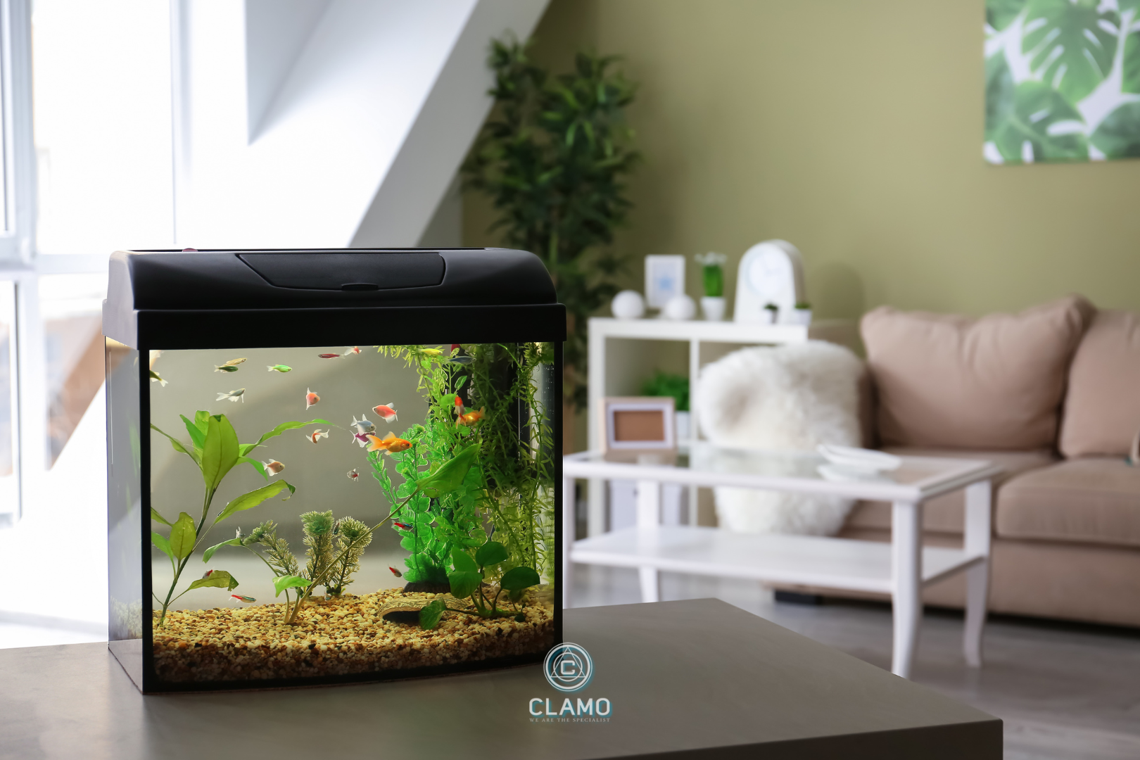 Bể cá - tiểu cảnh trong nhà phố