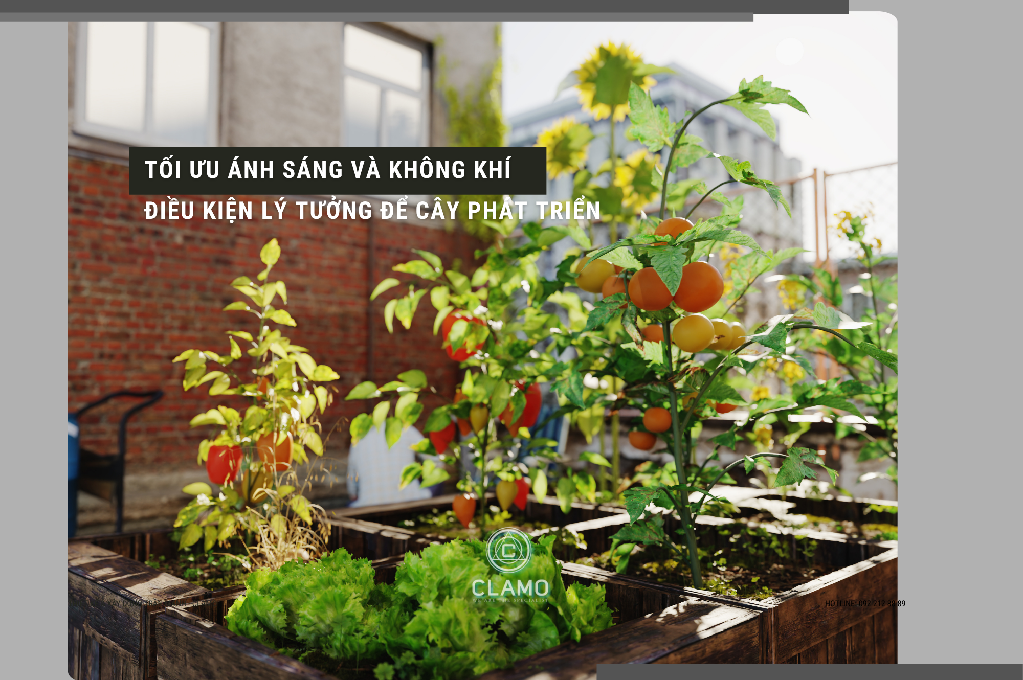 Chăm Sóc Sân Vườn Nhà Phố - Tối Ưu Ánh Sáng Và Không Khí